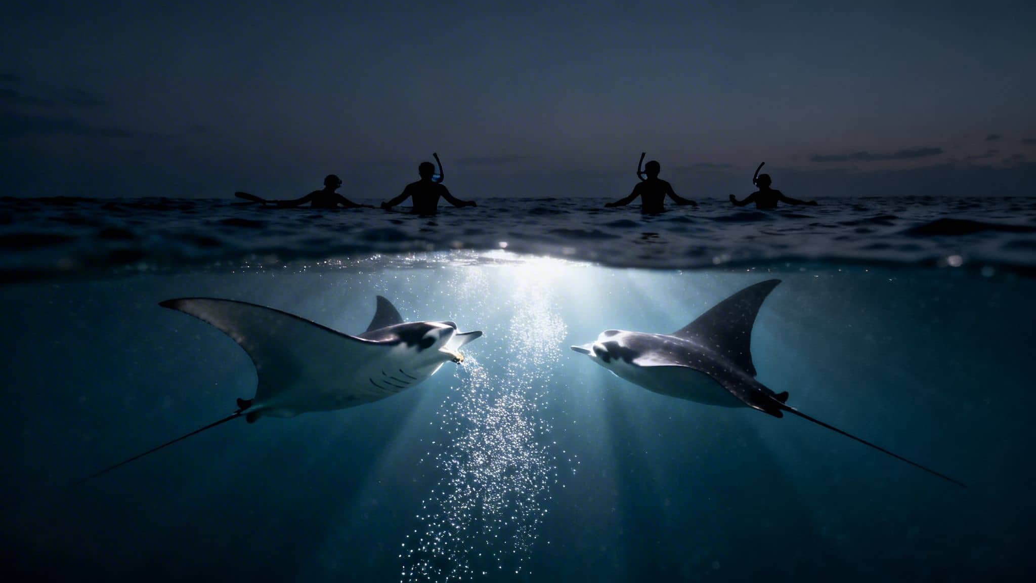 Snorkelers watch two majestic manta rays gracefully swimming beneath the surface at night, illuminated by glowing bubbles.