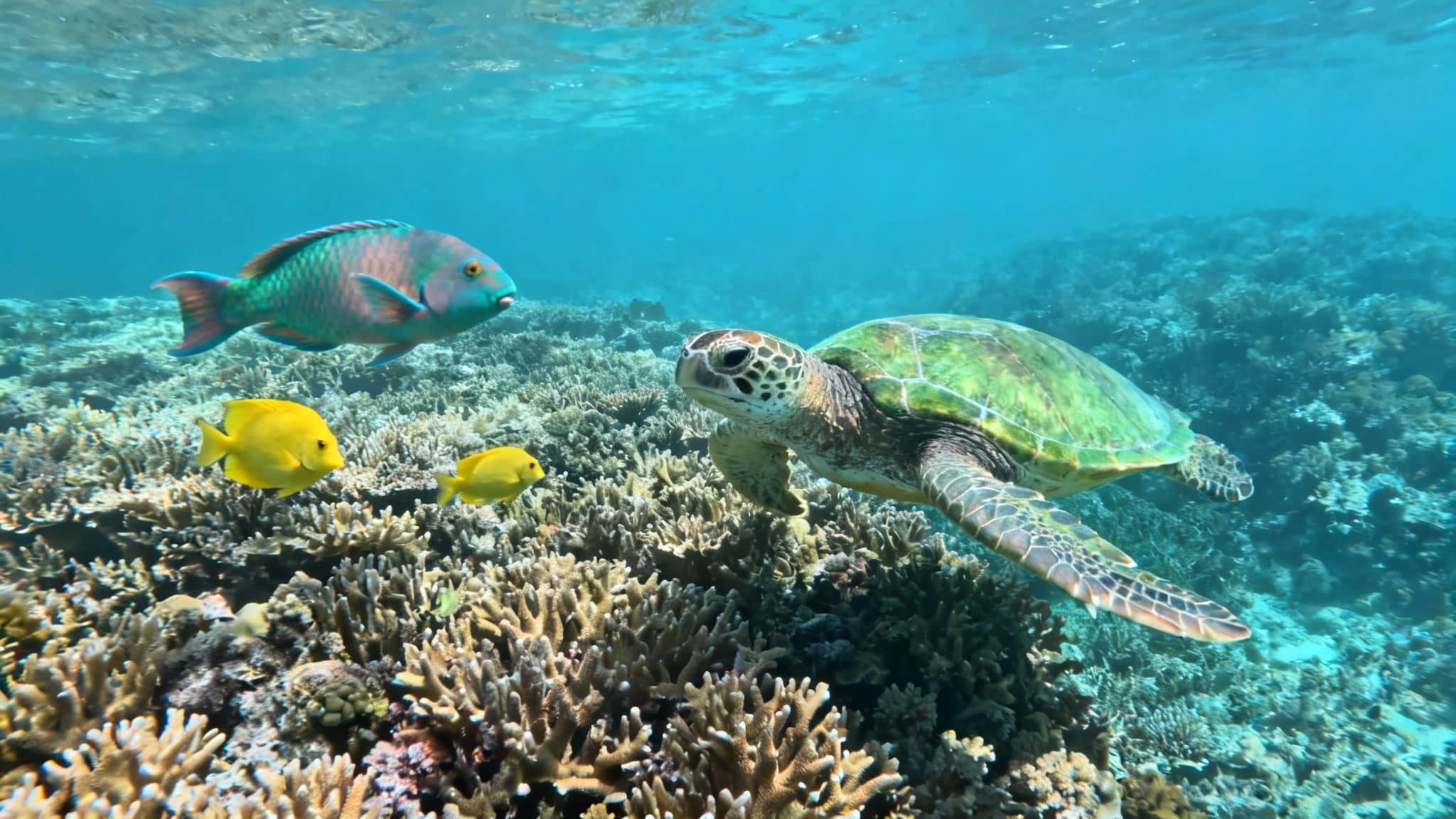 A vibrant green sea turtle swims alongside colorful fish over a beautiful coral reef underwater.