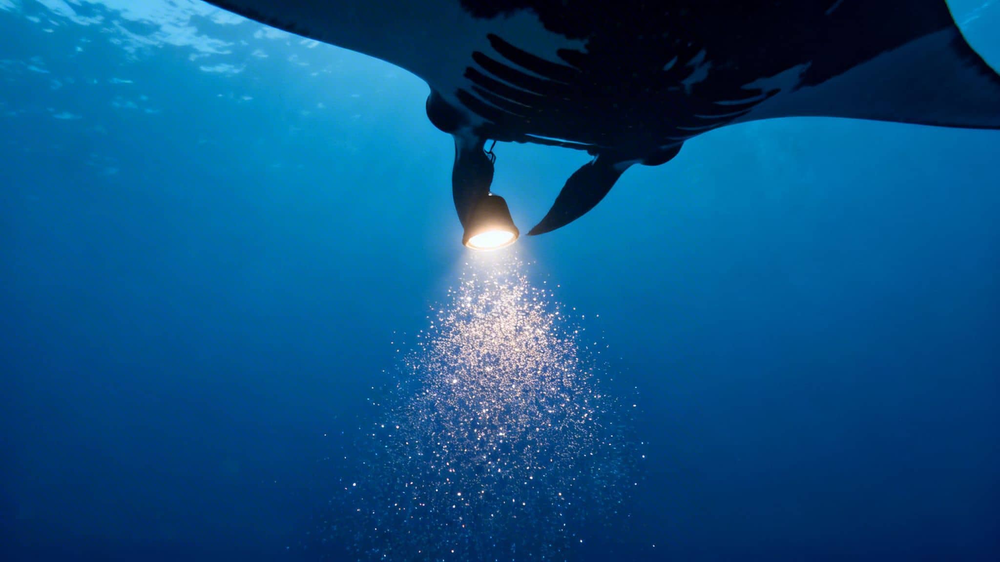 A manta ray feeds on glowing plankton attracted by a dive light in deep blue water at night.