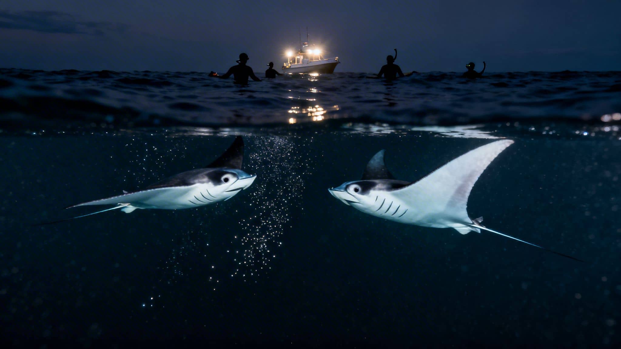 Split shot of two manta rays underwater, with divers and a brightly lit boat above at night.