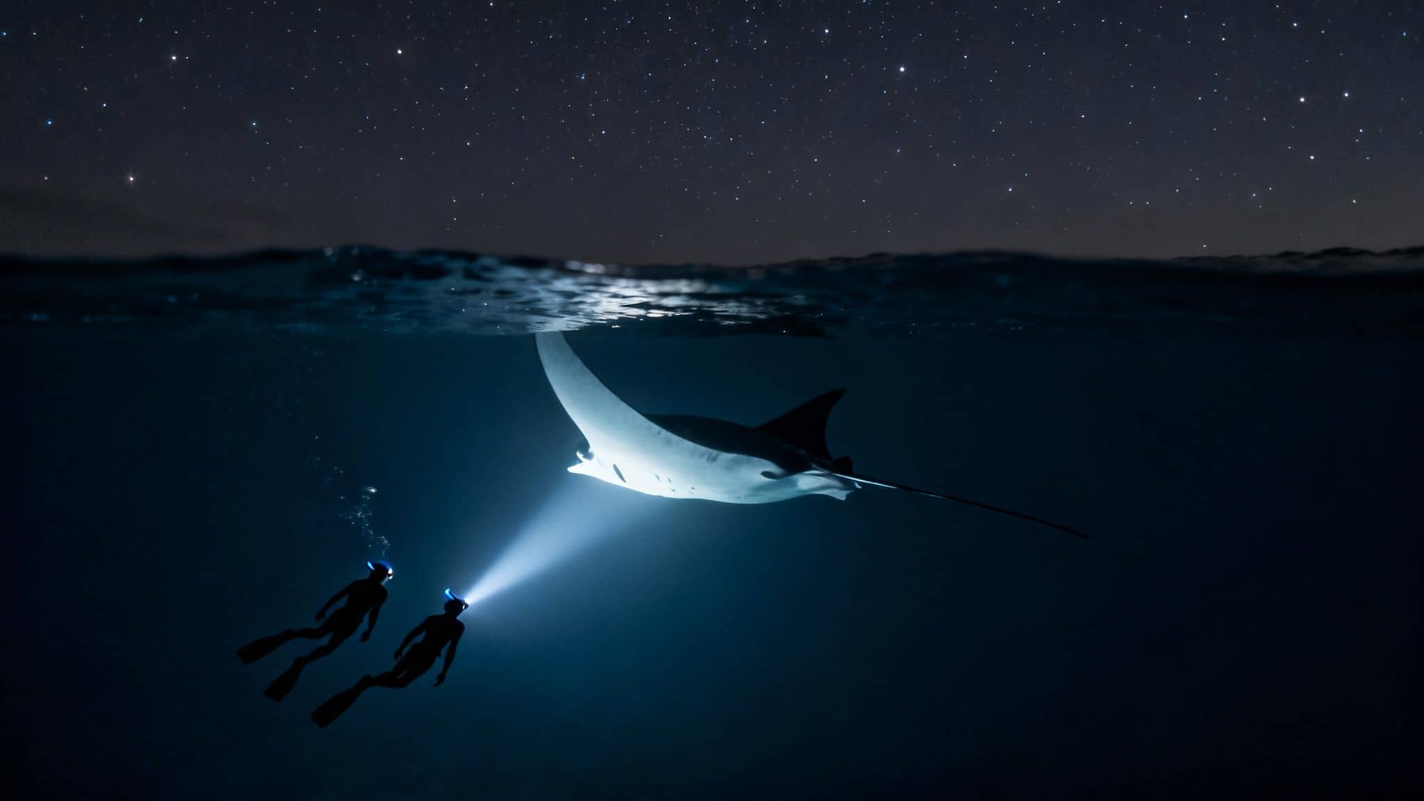 Two divers illuminate a majestic manta ray swimming under a stunning starry night sky.