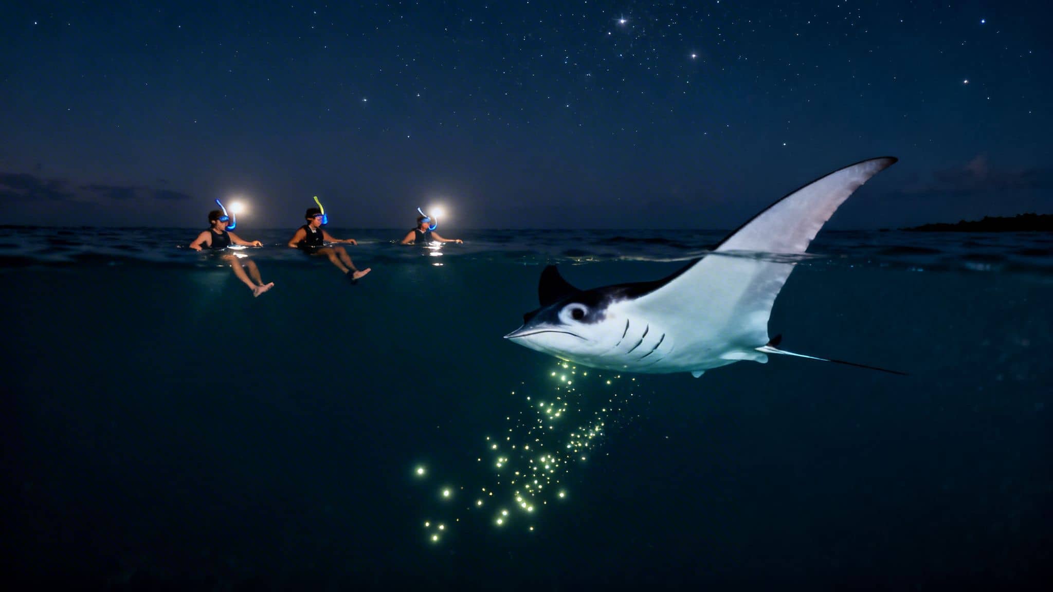 People night snorkeling with a majestic manta ray and glowing bioluminescence under a starry sky.