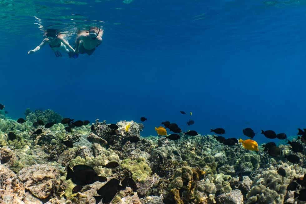 Snorkelers in deep blue water above reef fish