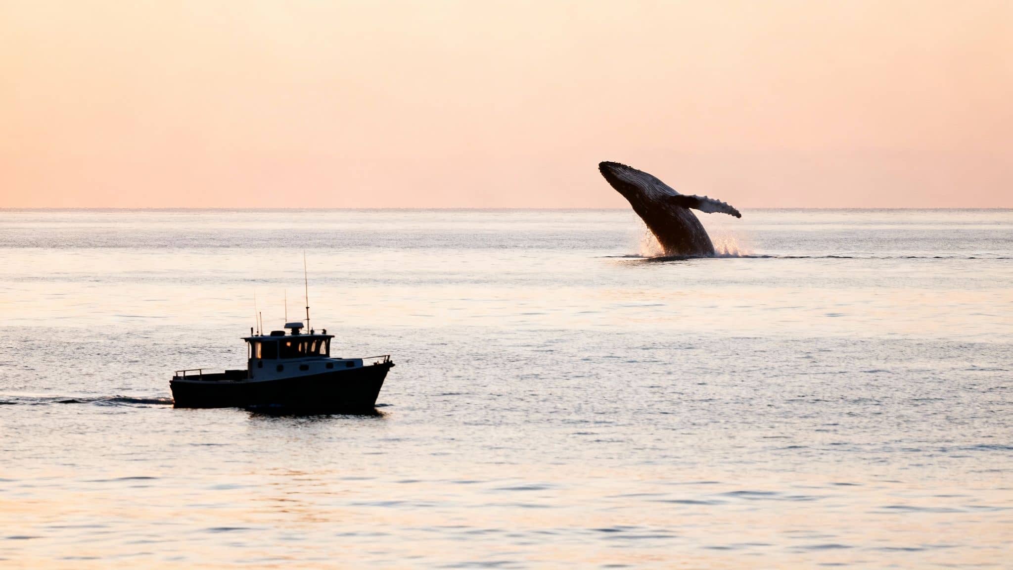 A boat on the water with a whale breaching in the distance during a calm sunset.
