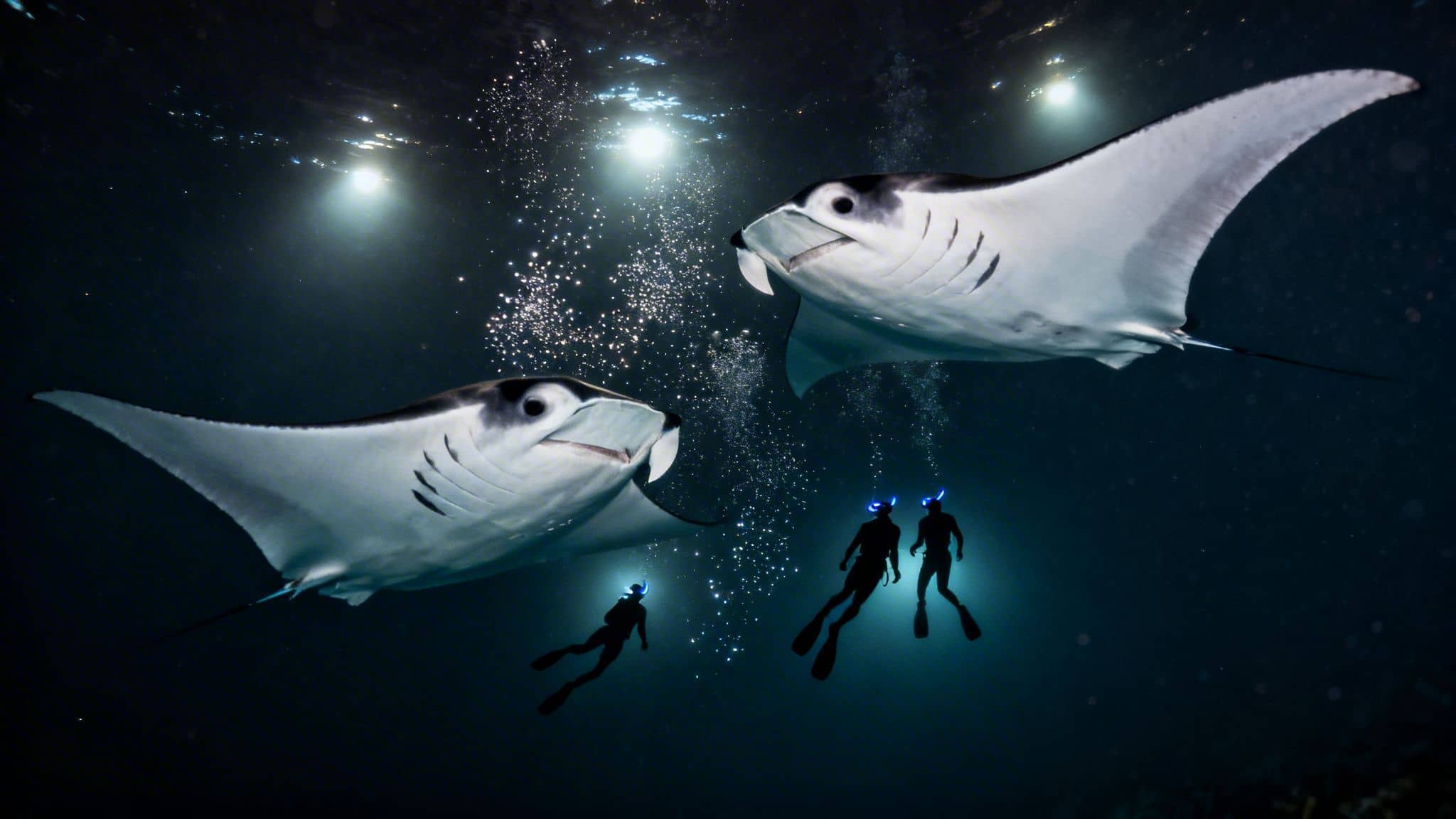 Two large manta rays gracefully swim underwater near three divers with bright headlamps, surrounded by bubbles.