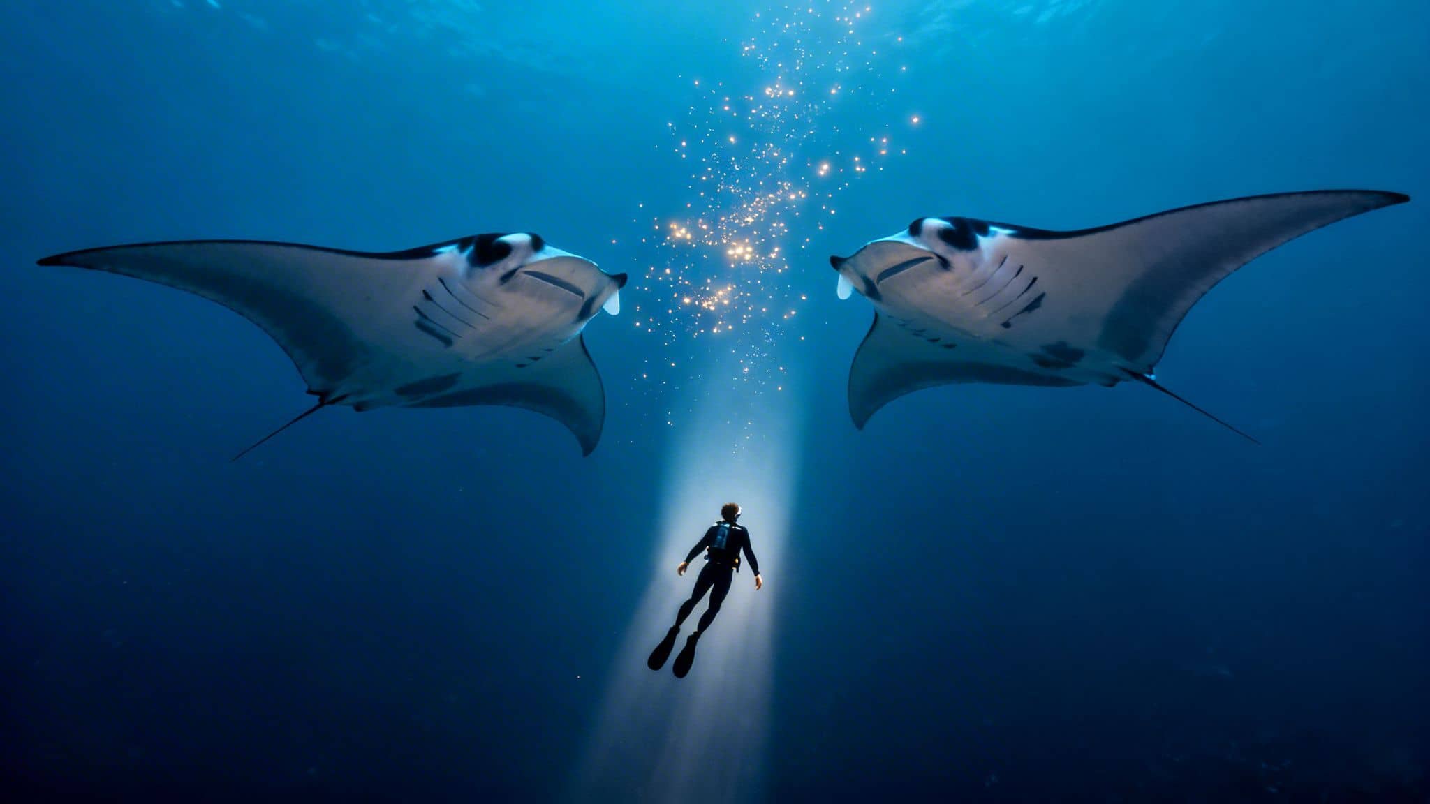 A diver is illuminated by a spotlight underwater, surrounded by two majestic manta rays and sparkling bubbles.