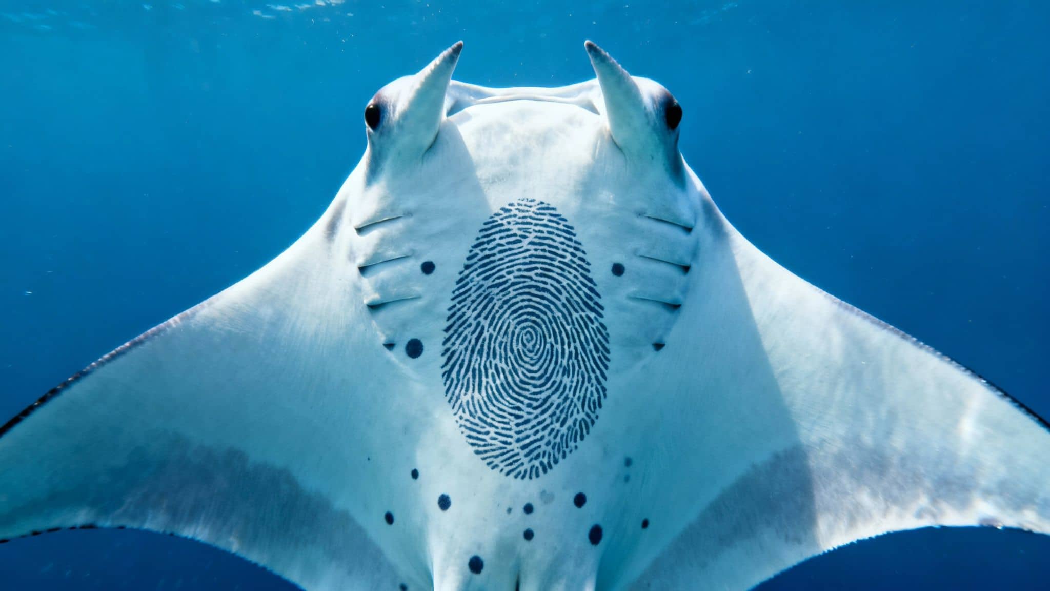 A large manta ray with a unique fingerprint pattern on its white underside swims in clear blue water.