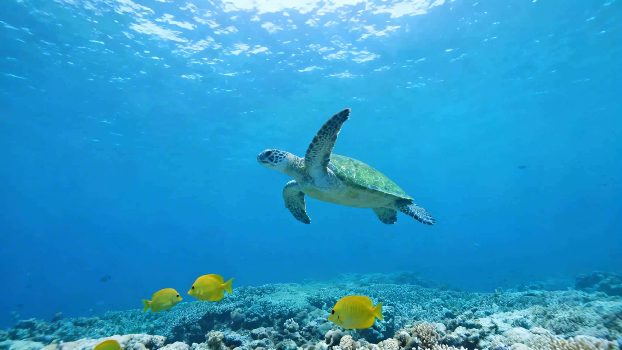 A majestic green sea turtle swims gracefully in clear blue ocean water above a coral reef.