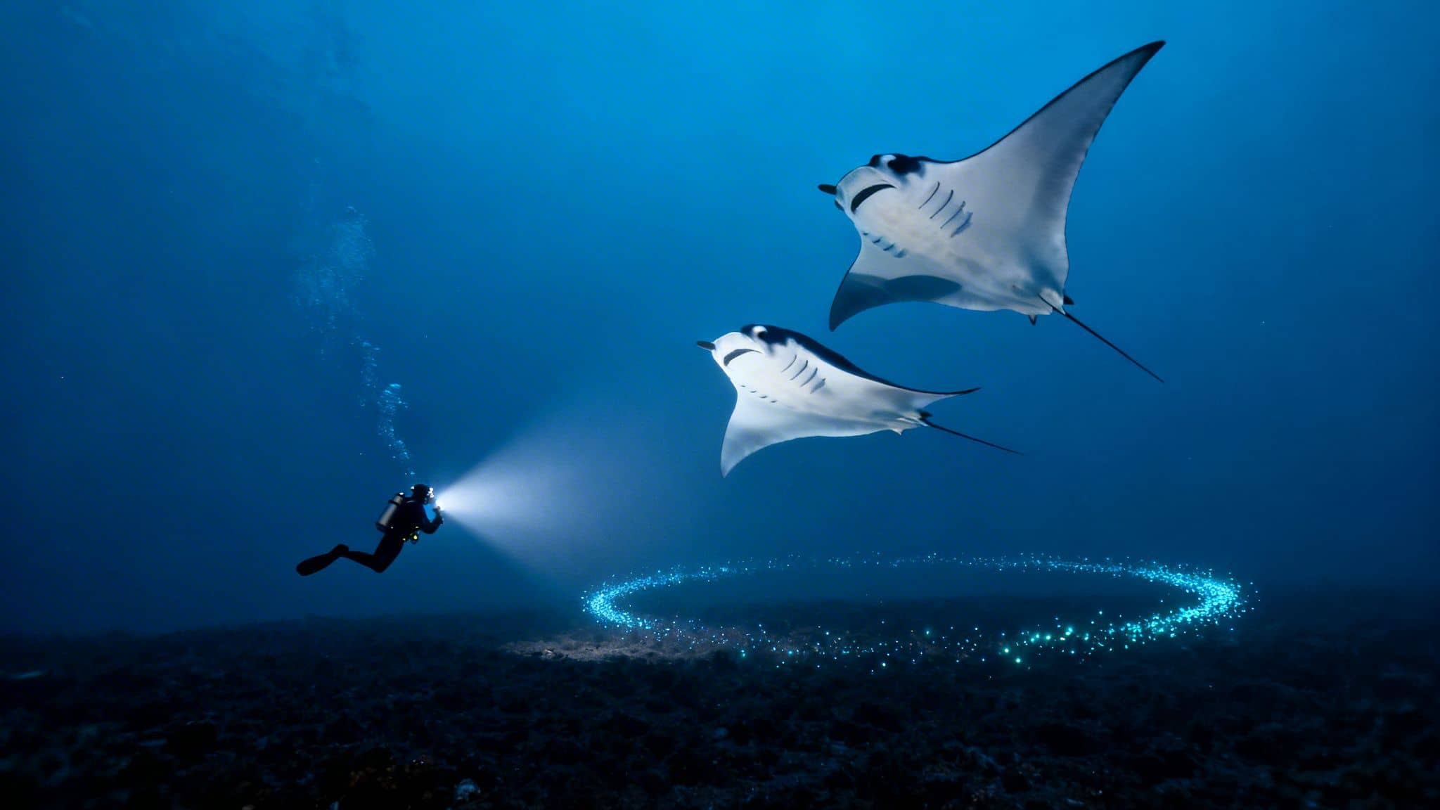 Manta ray night dive kona: 2026 Guide to Kona's Night Ocean Giants