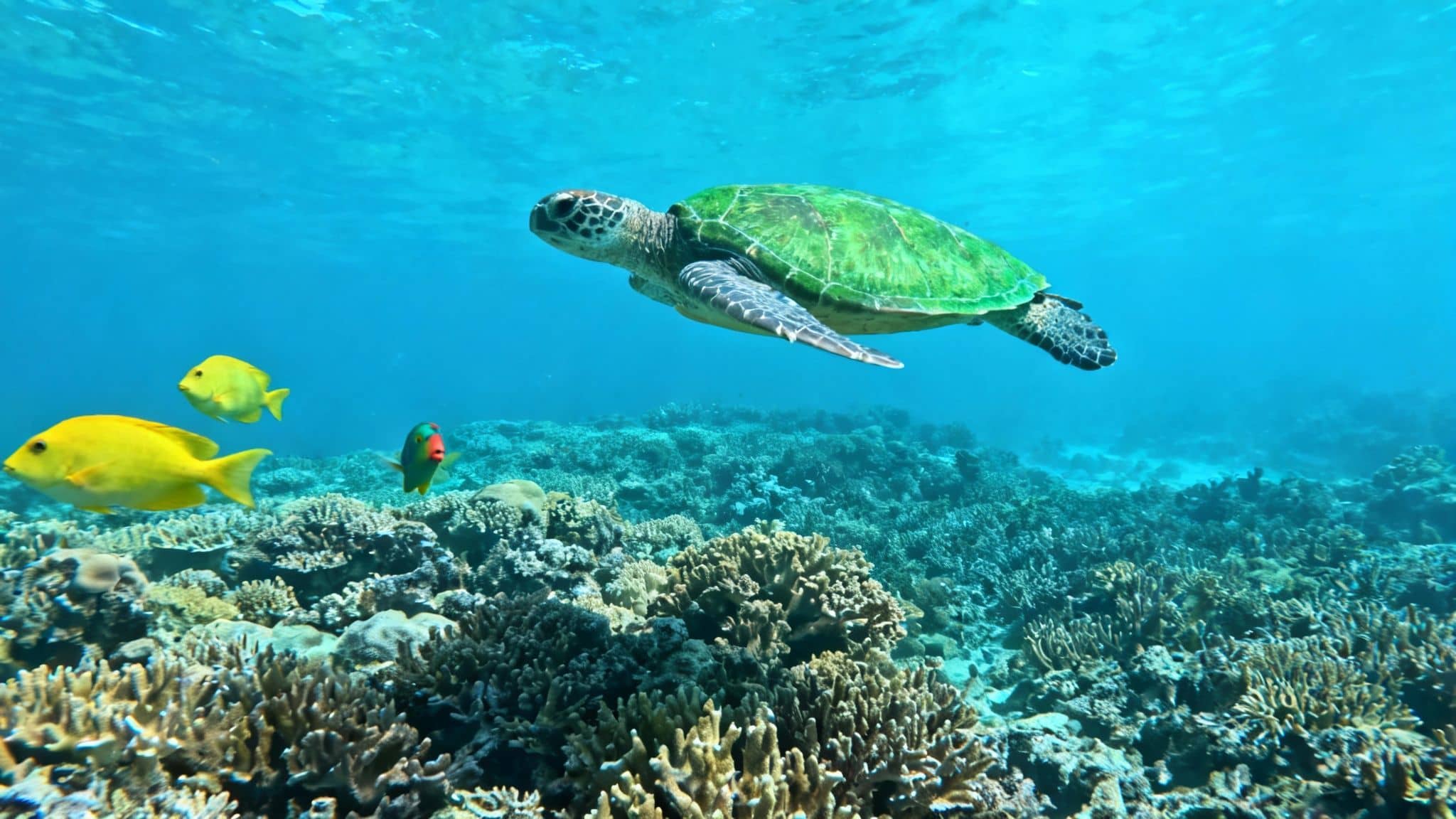 A large green sea turtle, or honu, swimming gracefully over a coral reef in clear blue water.