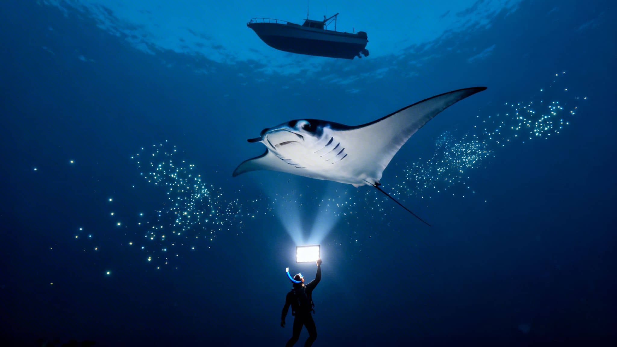 Your Guide to the Kona Manta Ray Night Dive Adventure