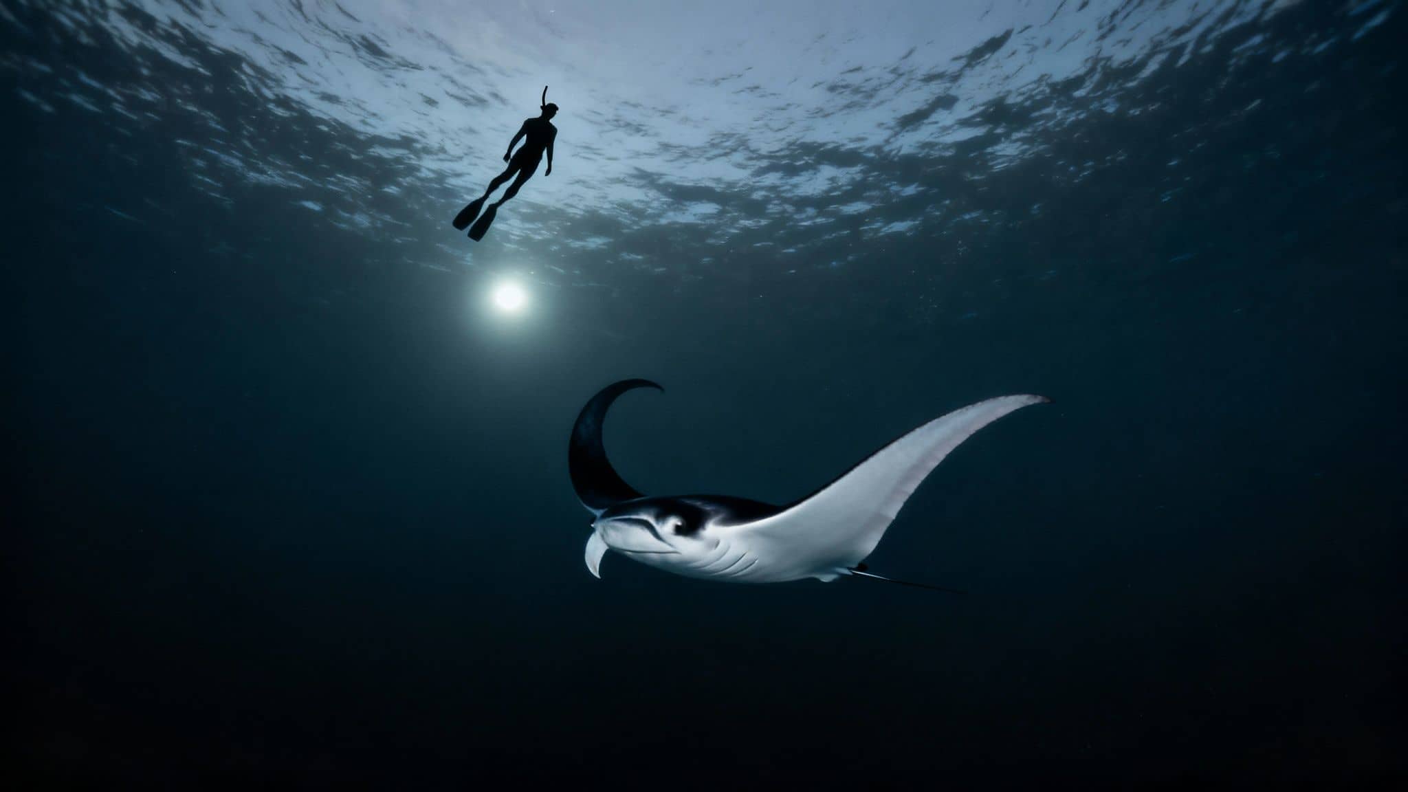 A freediver silhouette swims above a majestic manta ray in dark blue ocean water, with sunlight filtering from the surface.