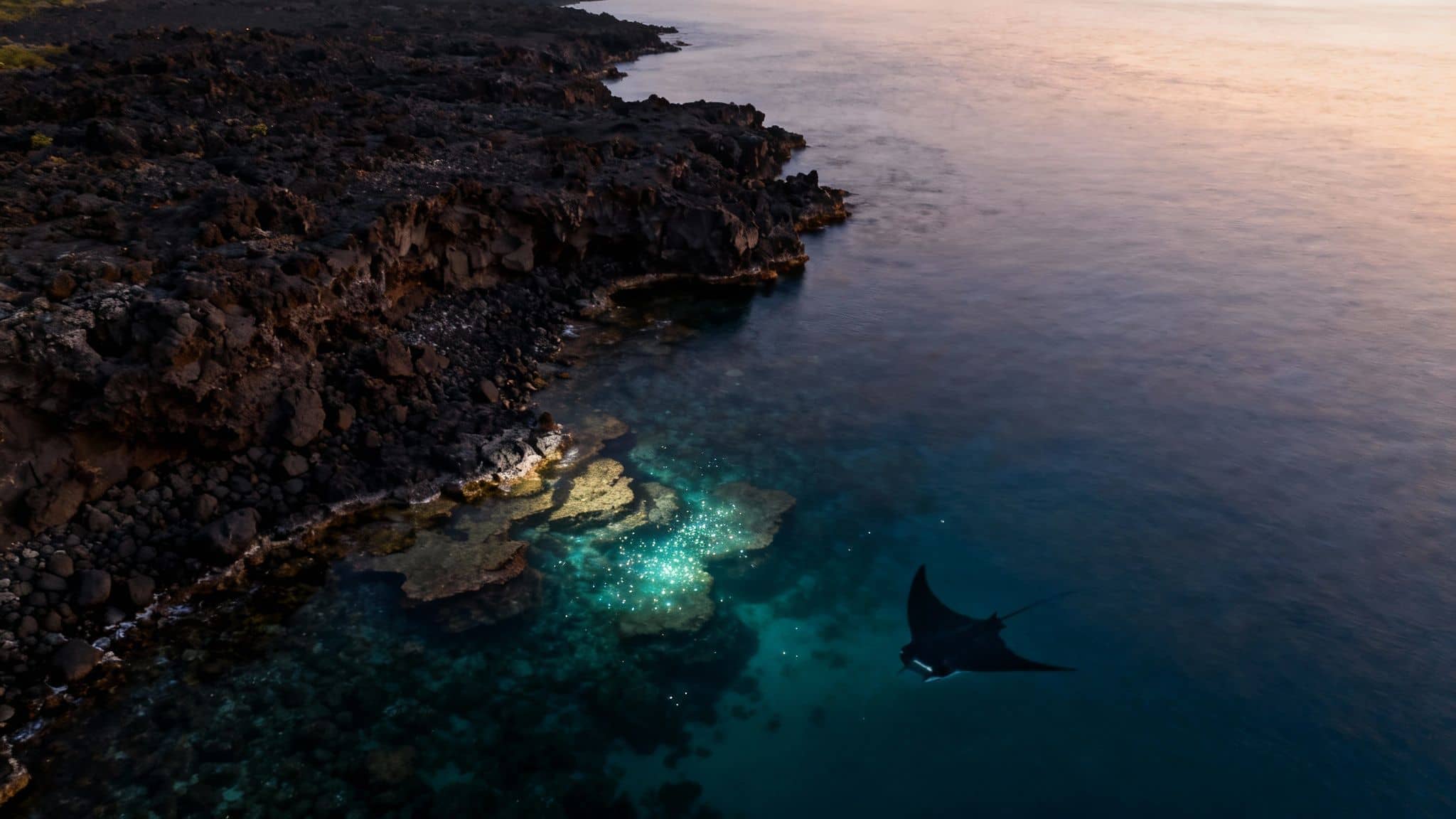 Aerial view of a majestic manta ray swimming along a dark volcanic coastline.
