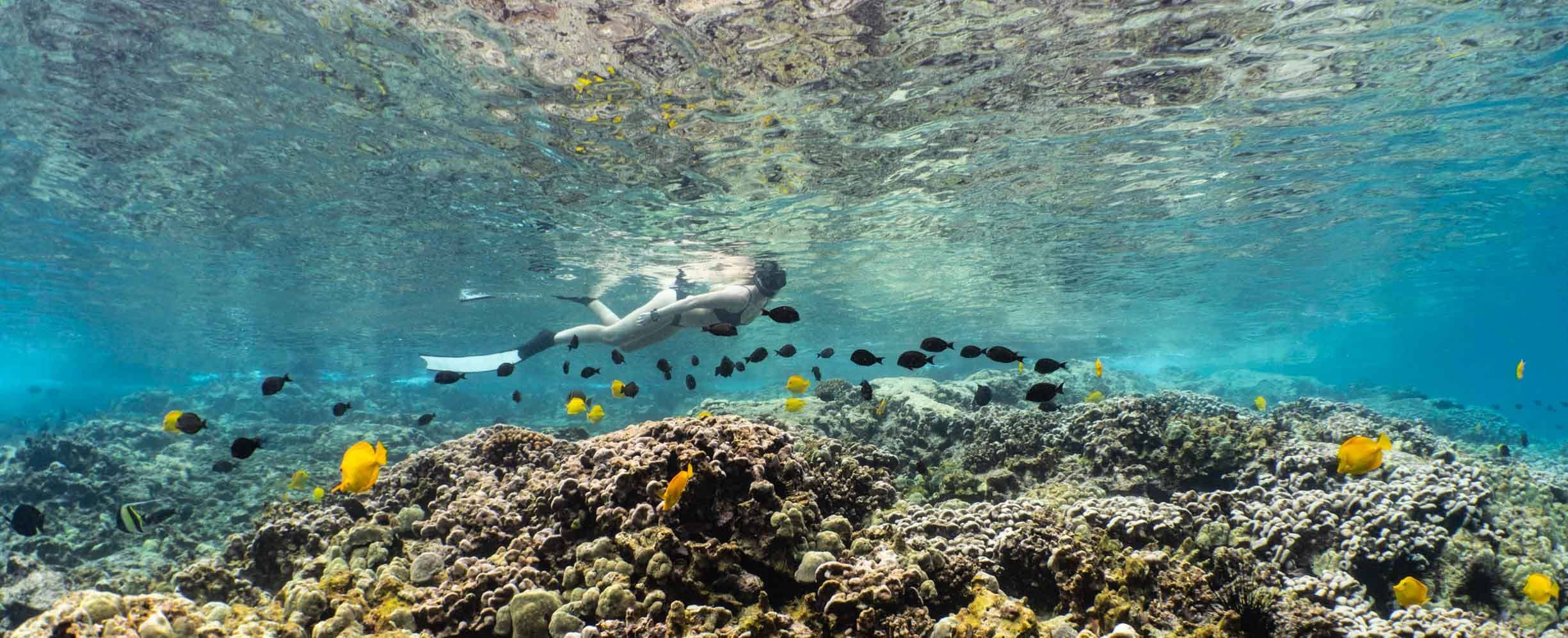 A snorkeler gliding over coral with schools of tropical fish