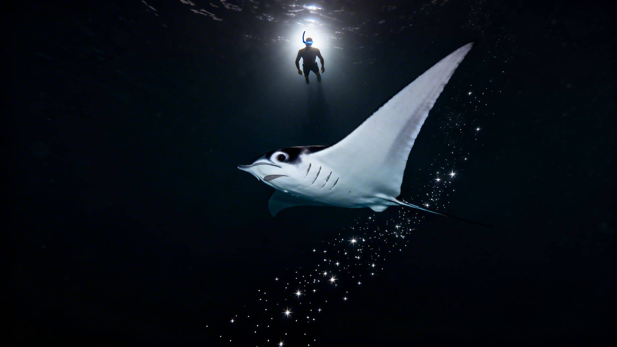 A person snorkeling above a majestic manta ray in dark ocean water with sparkling bioluminescence.