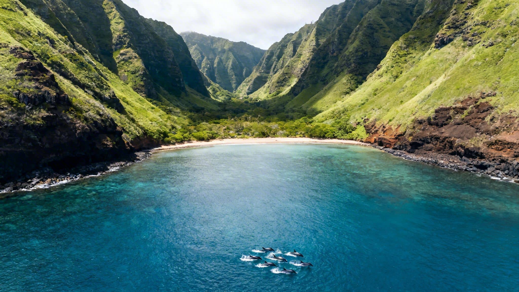 Aerial view of a pod of dolphins swimming in a blue bay, leading to a lush green valley and sandy beach.