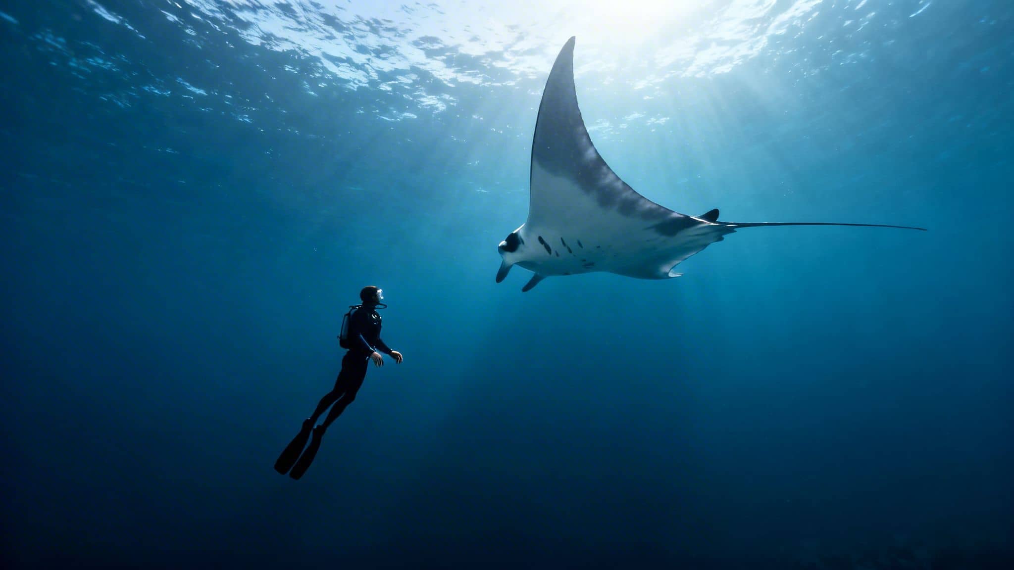 A diver swims in clear blue ocean water, looking up at a majestic manta ray with sunrays.