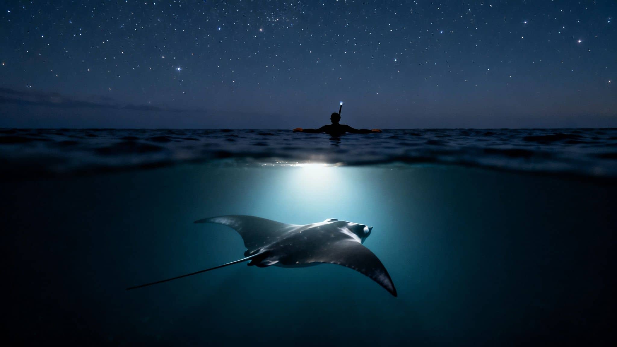 A snorkeler shines a light on a majestic manta ray swimming under a starry night sky.
