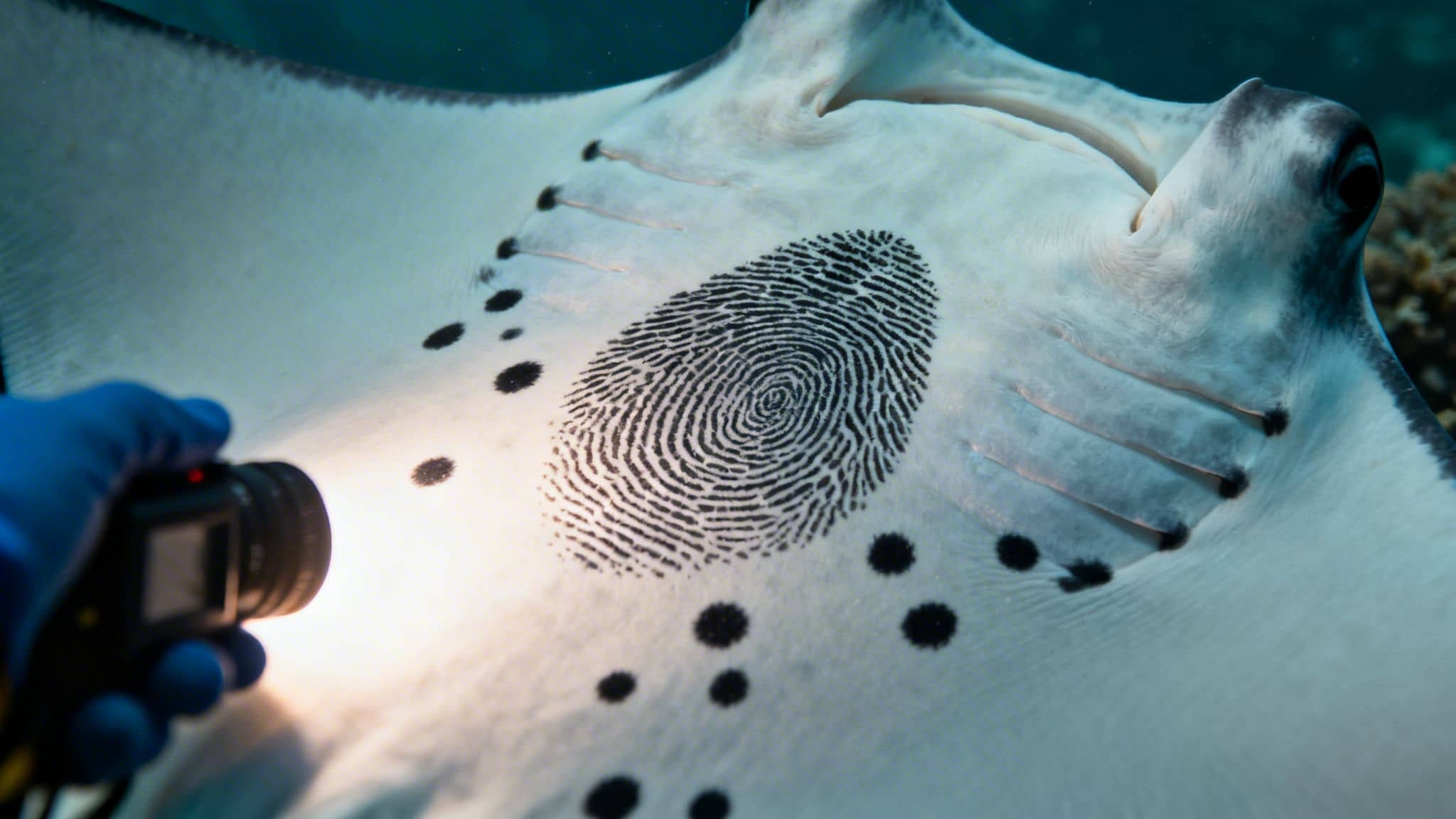 Close-up of a manta ray's belly showing a large fingerprint graphic and black spots, illuminated by a flashlight.