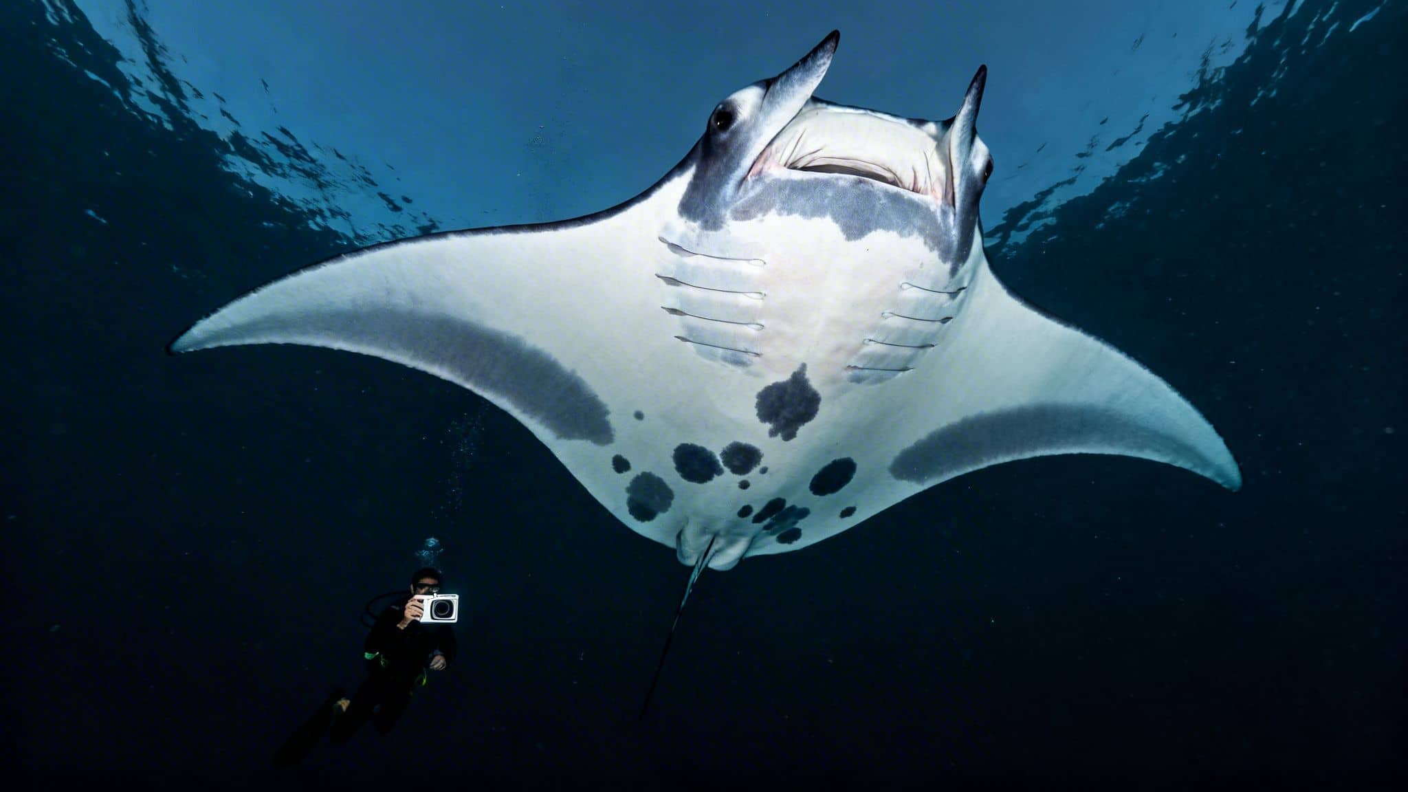 An underwater photographer captures a huge manta ray swimming overhead in the deep blue ocean.