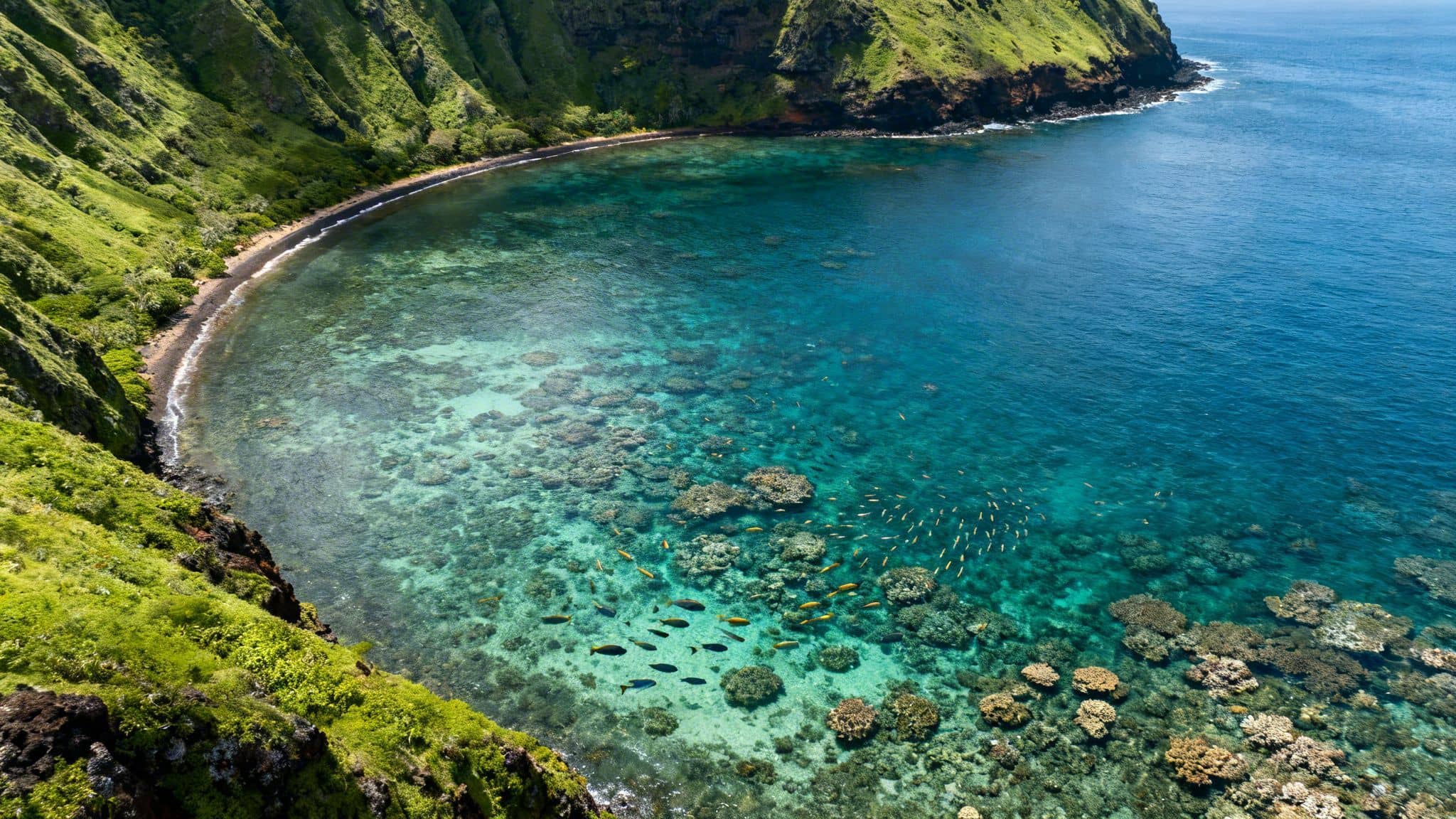 Stunning aerial view of a tropical bay with clear turquoise water, vibrant coral reefs, and schools of fish.