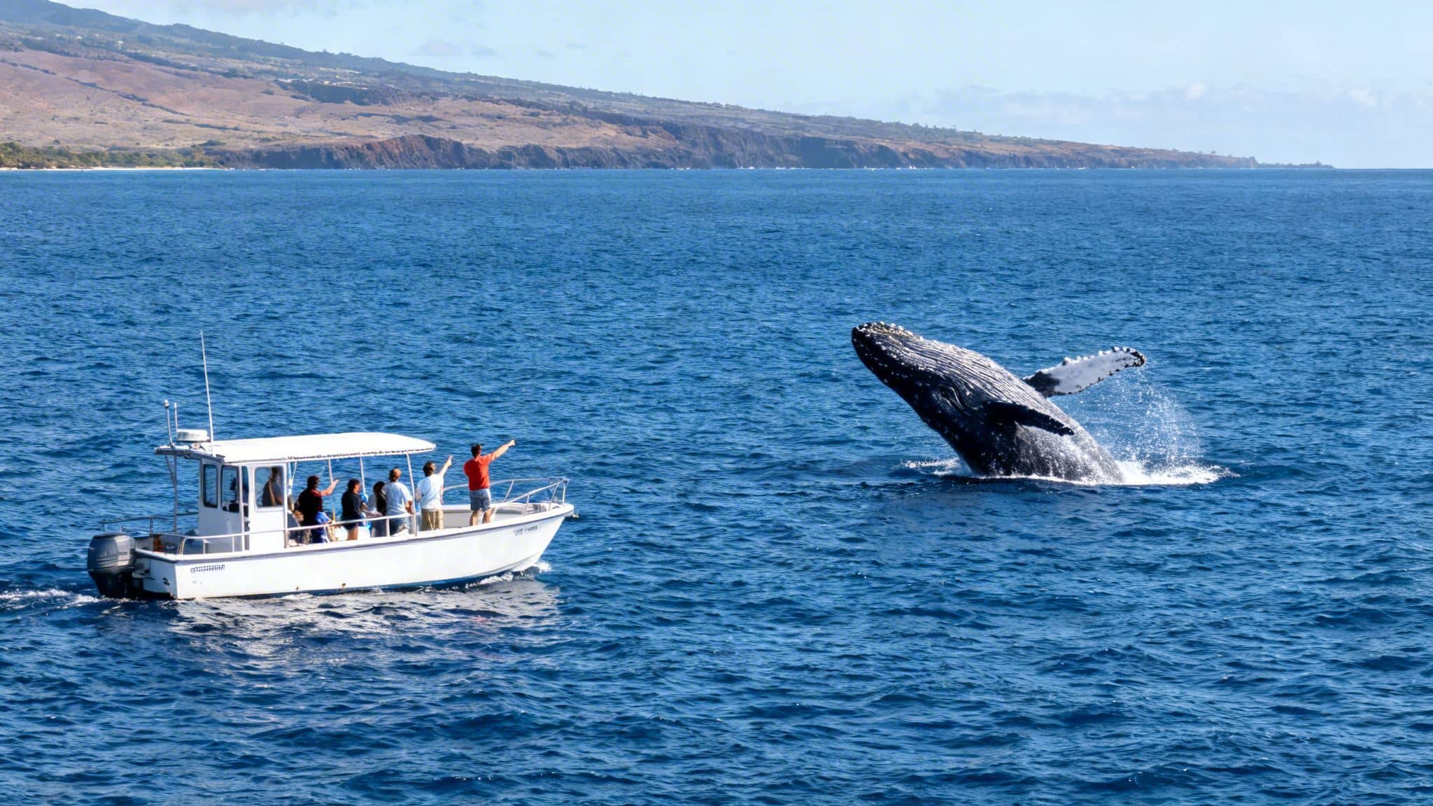 A majestic humpback whale breaches from the ocean next to a boat full of excited whale watchers.