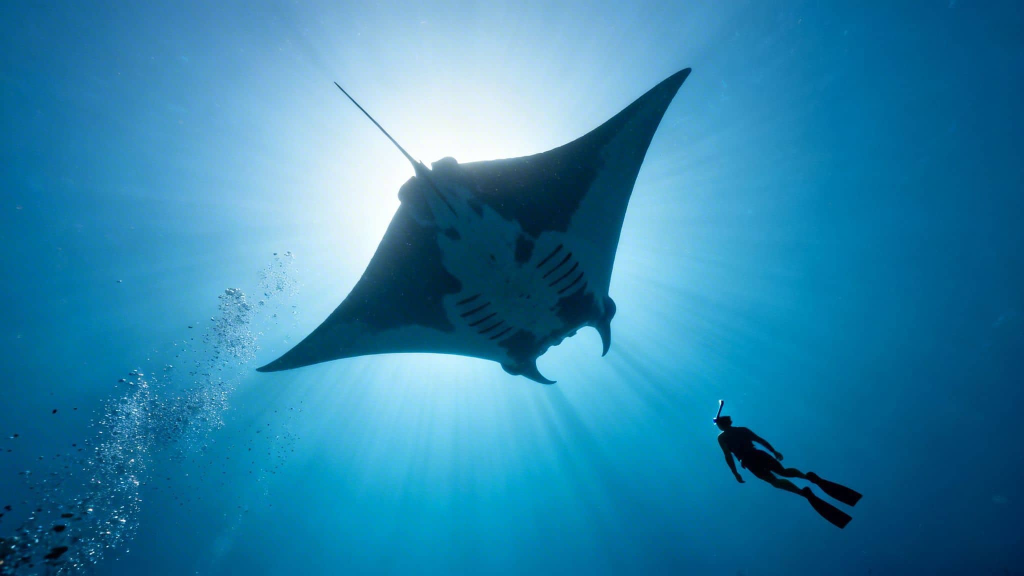 A diver and a giant manta ray swim gracefully underwater, silhouetted by sunbeams.