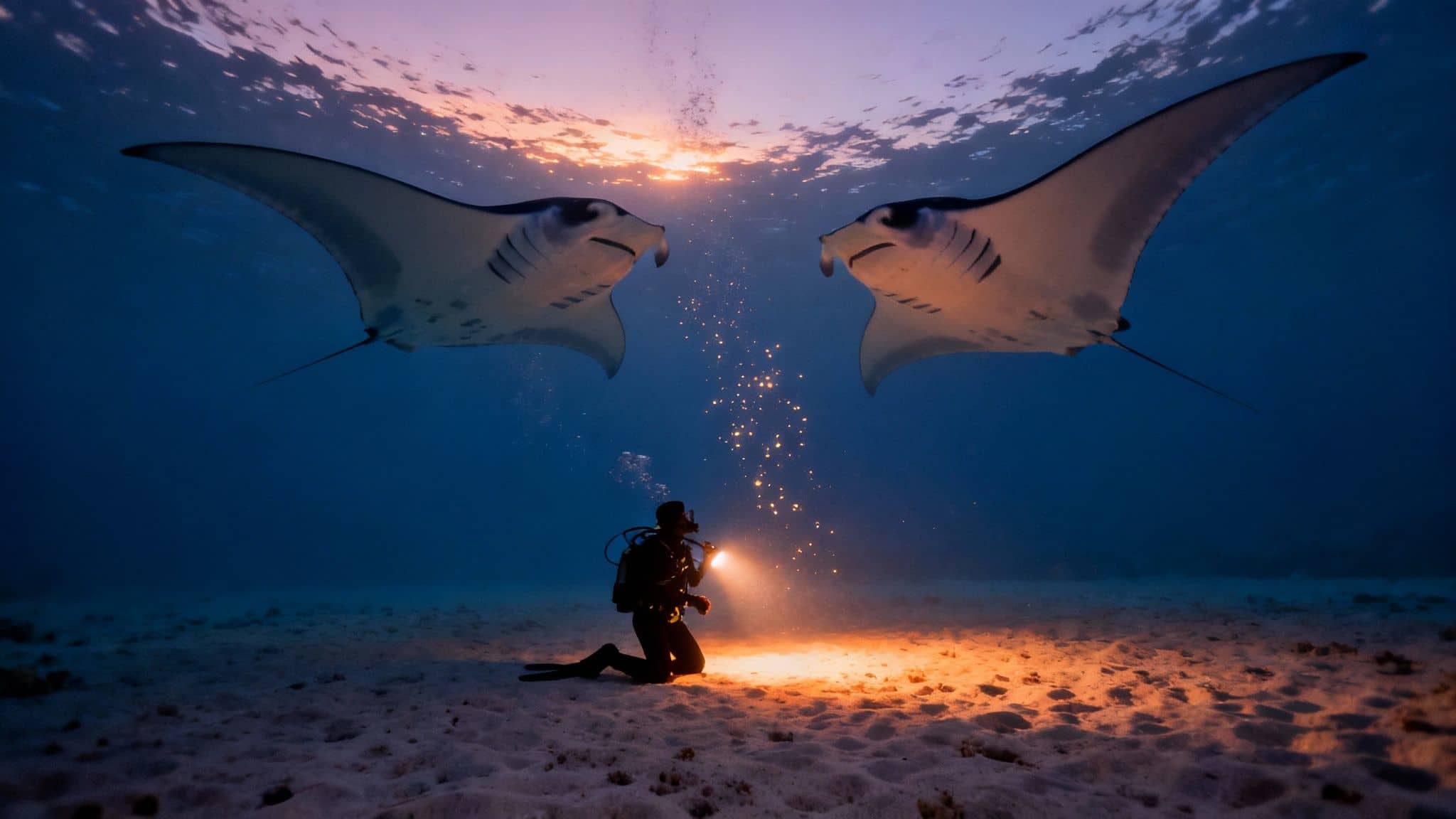 A diver kneels on the sandy seabed, illuminating two majestic manta rays swimming above.