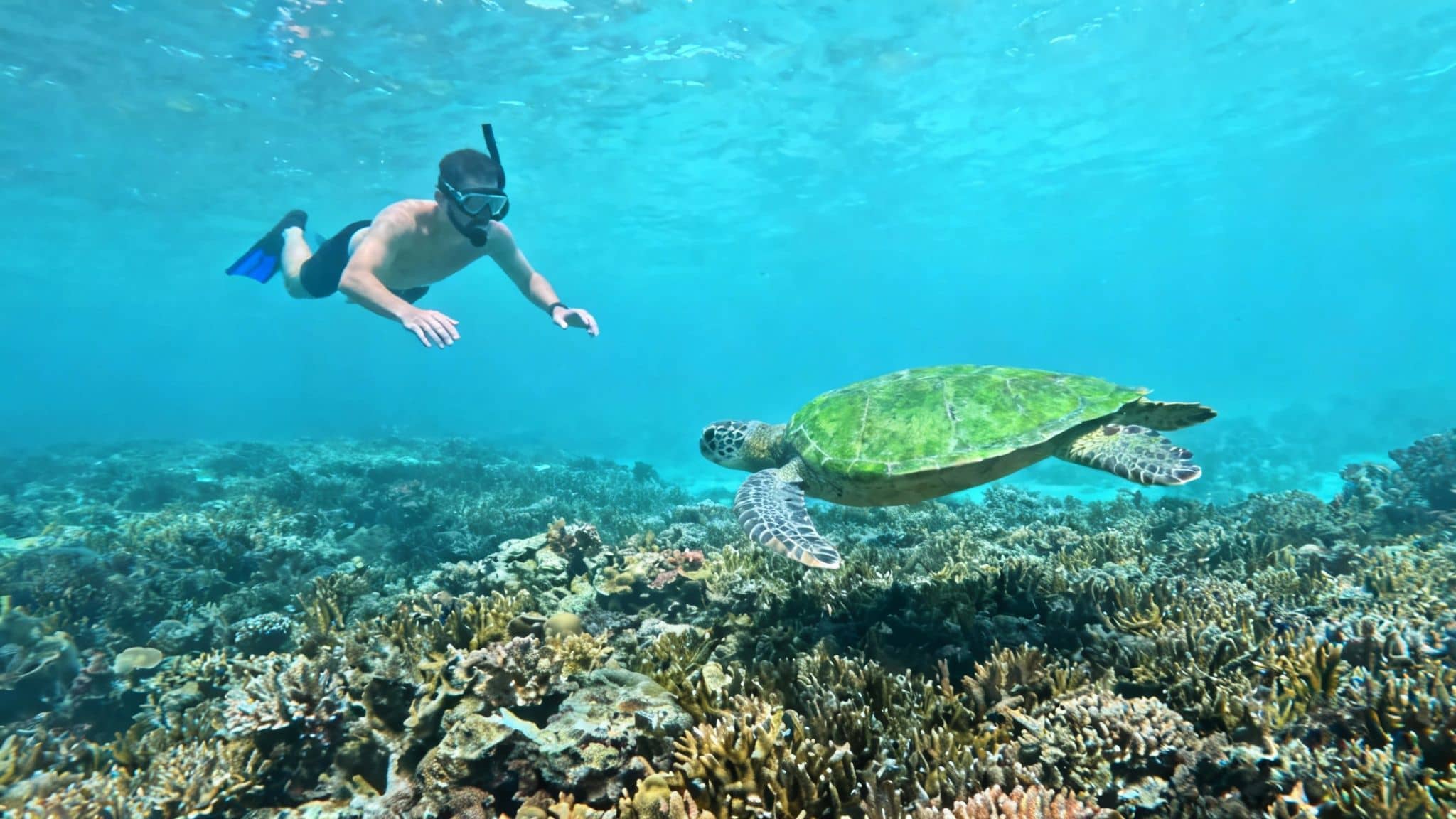A man snorkeling in clear blue water, swimming alongside a large green sea turtle over a coral reef.