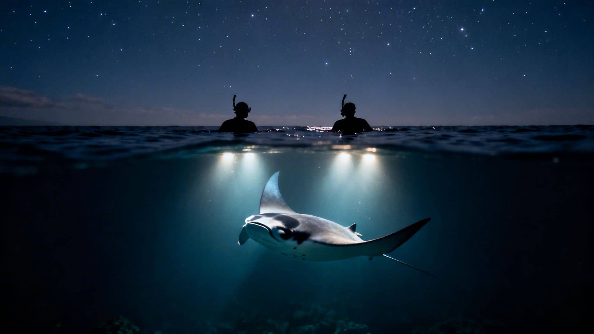 Two snorkelers watch a majestic manta ray at night, illuminated by lights under a starry sky.