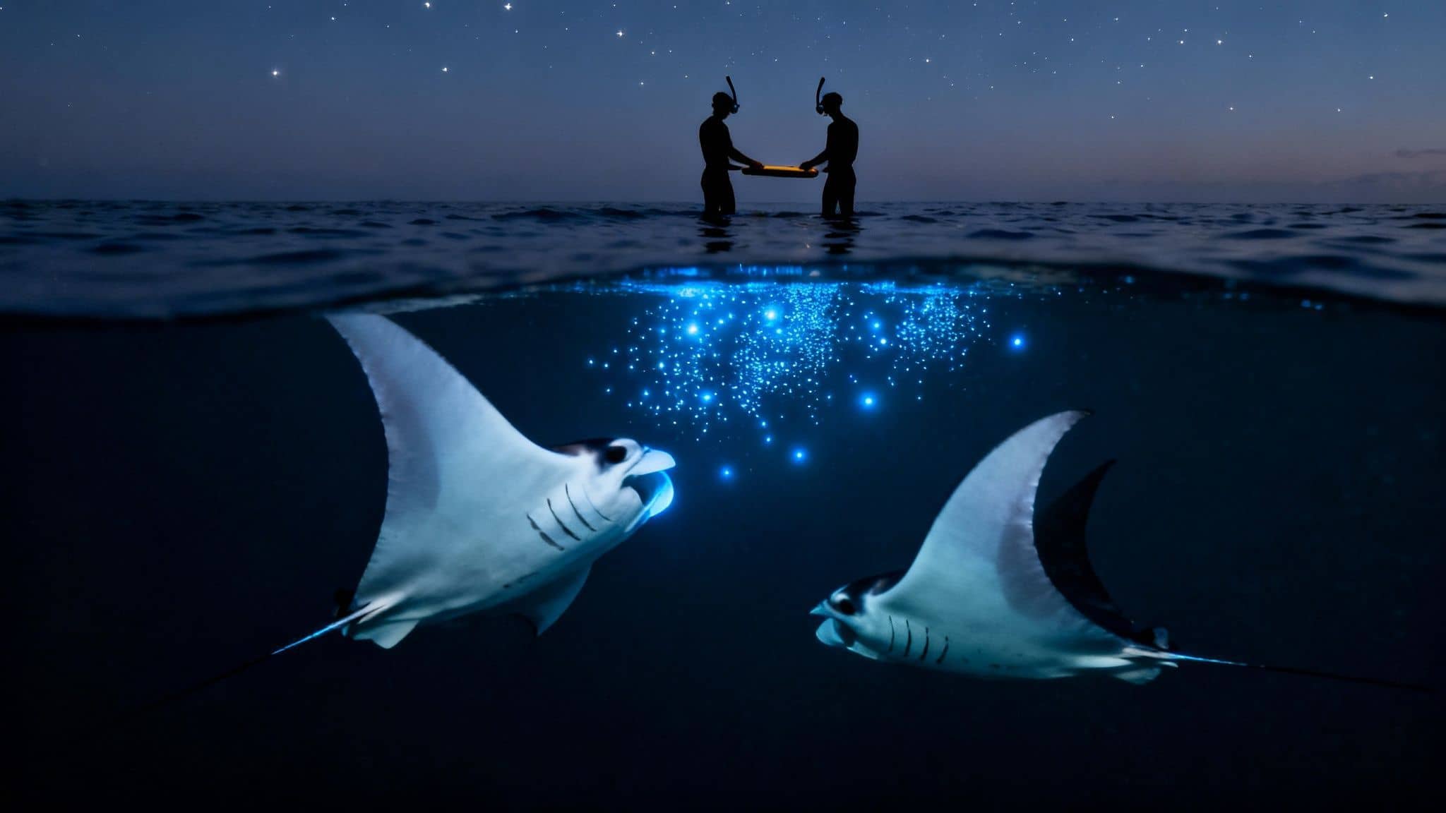 Two snorkelers observe glowing manta rays and bioluminescent plankton under a starry night sky.
