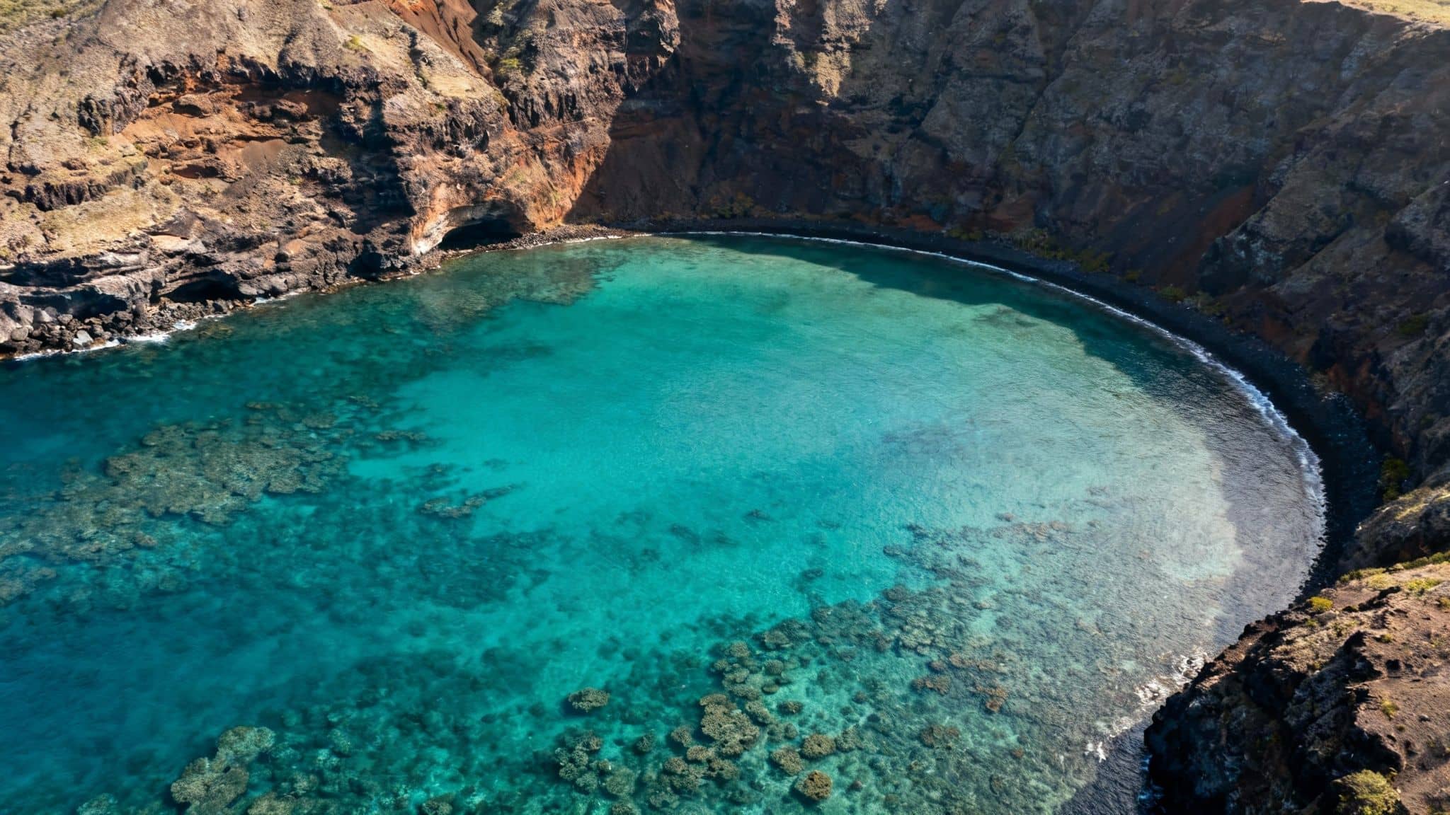 Vibrant coral reef and fish in the clear blue waters of Kealakekua Bay