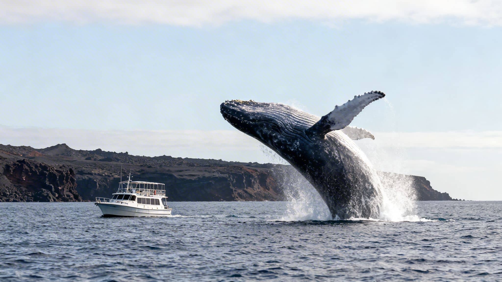 A majestic humpback whale dramatically breaches from the ocean near a small tour boat.