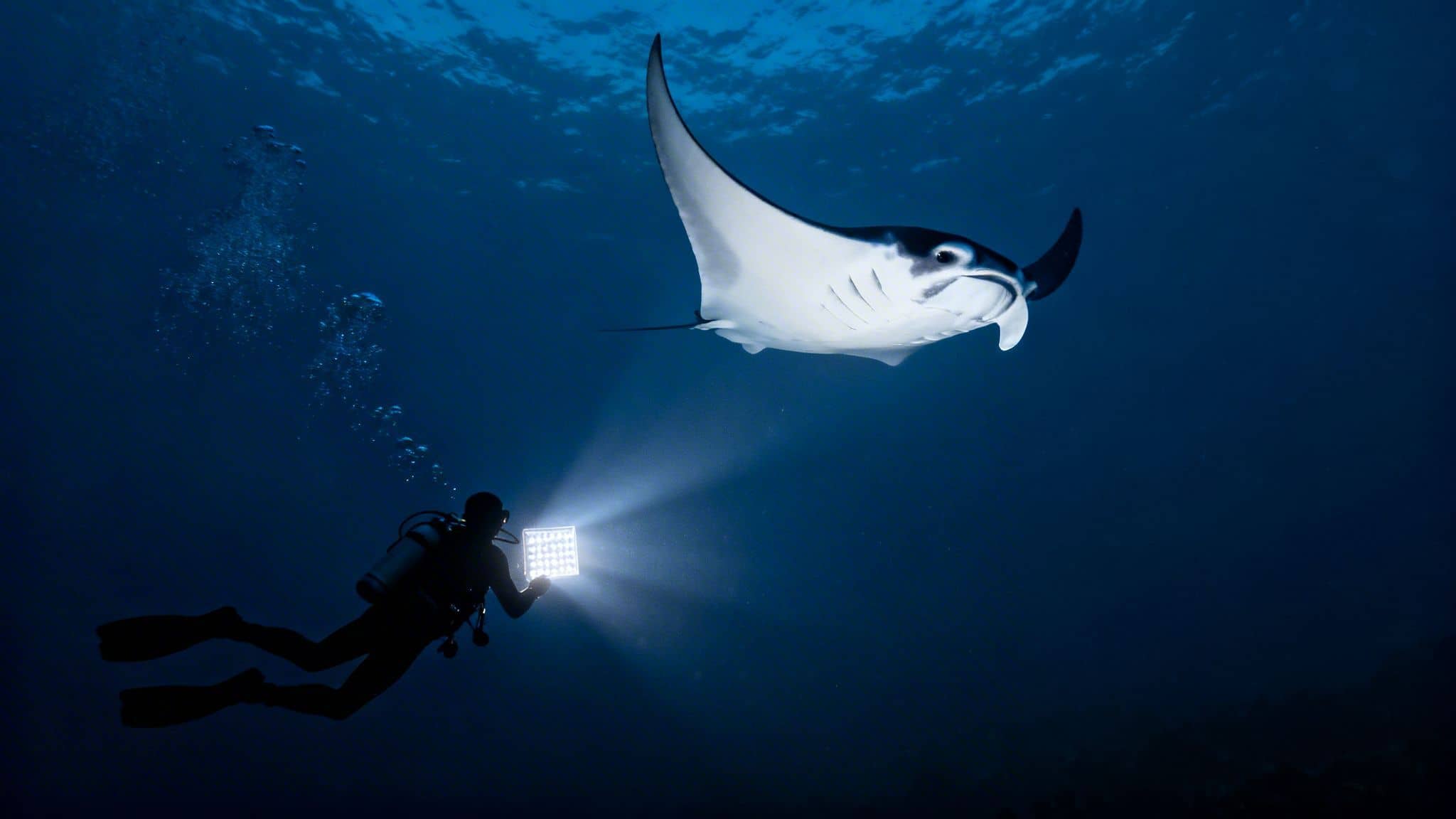 Your Ultimate Guide to an Unforgettable Manta Dive Hawaii