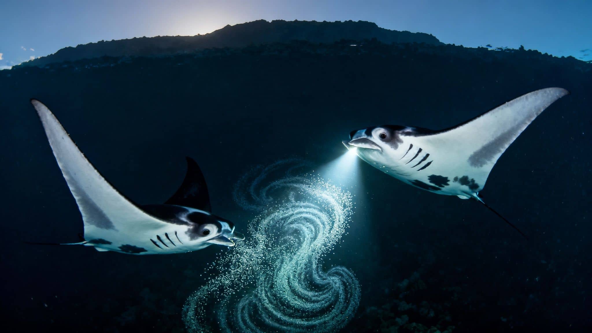 Two majestic manta rays swim underwater, one emitting light, creating beautiful bubble spirals against a dark ocean backdrop.