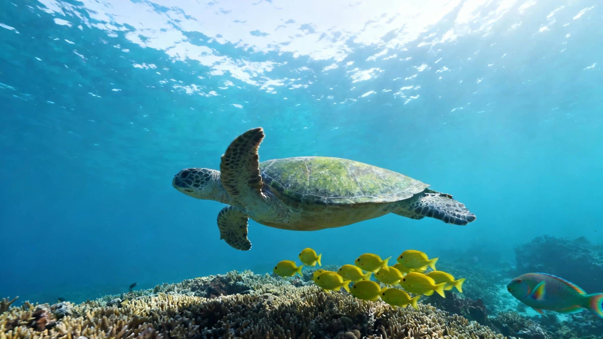 A majestic sea turtle swims above a vibrant coral reef with schooling yellow fish underwater.
