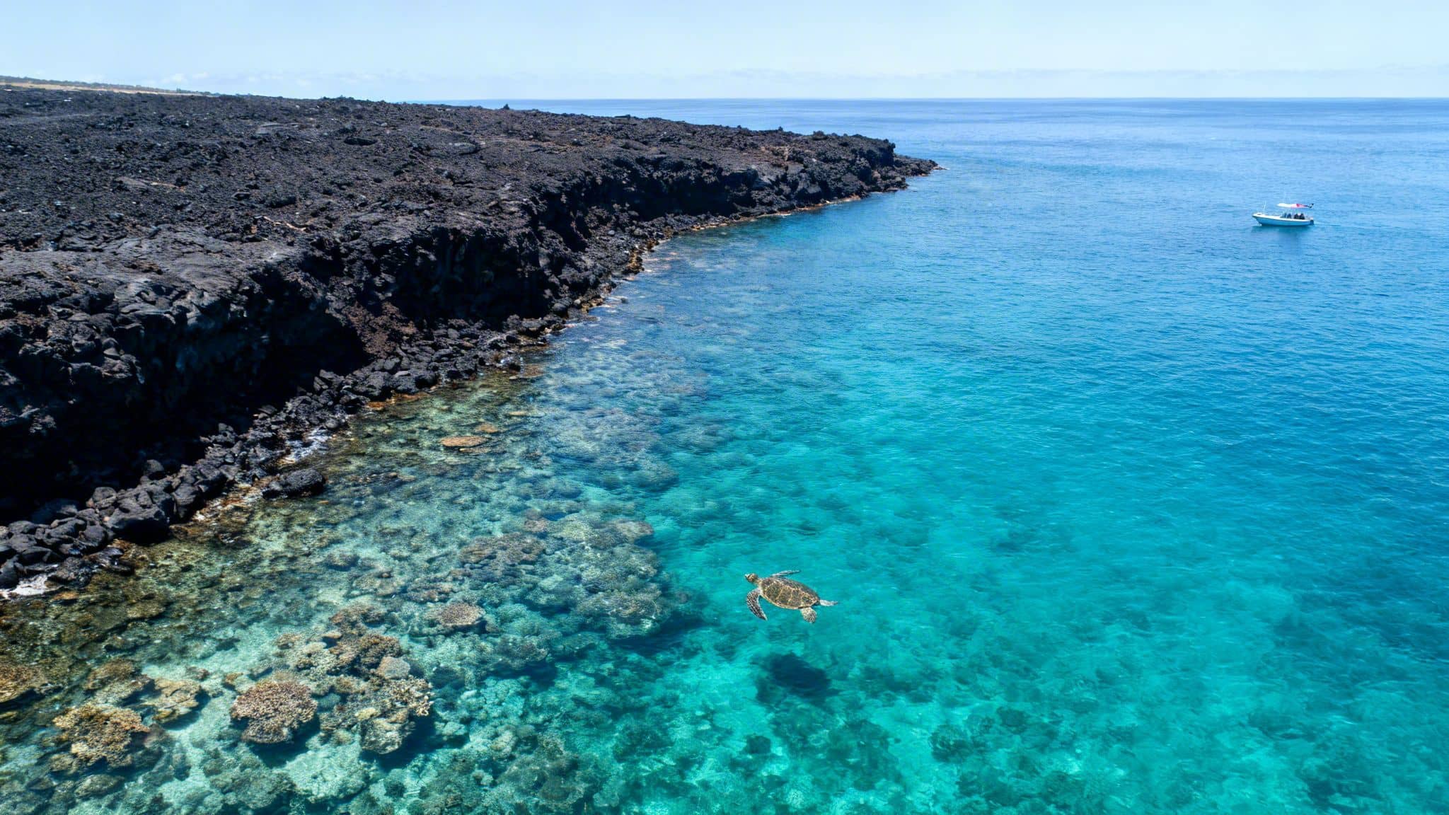 An aerial view of a sea turtle swimming in clear turquoise water near a dark volcanic coast.