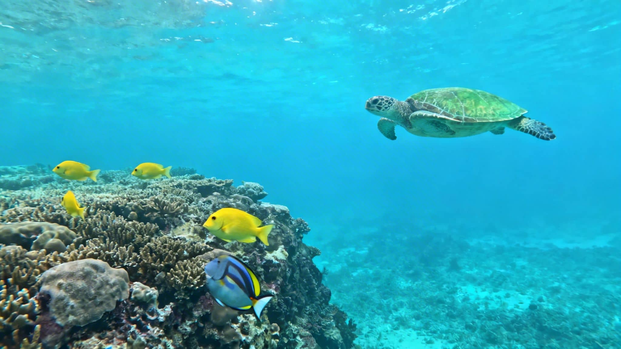 A green sea turtle swims gracefully in clear blue water above a vibrant coral reef with yellow fish.