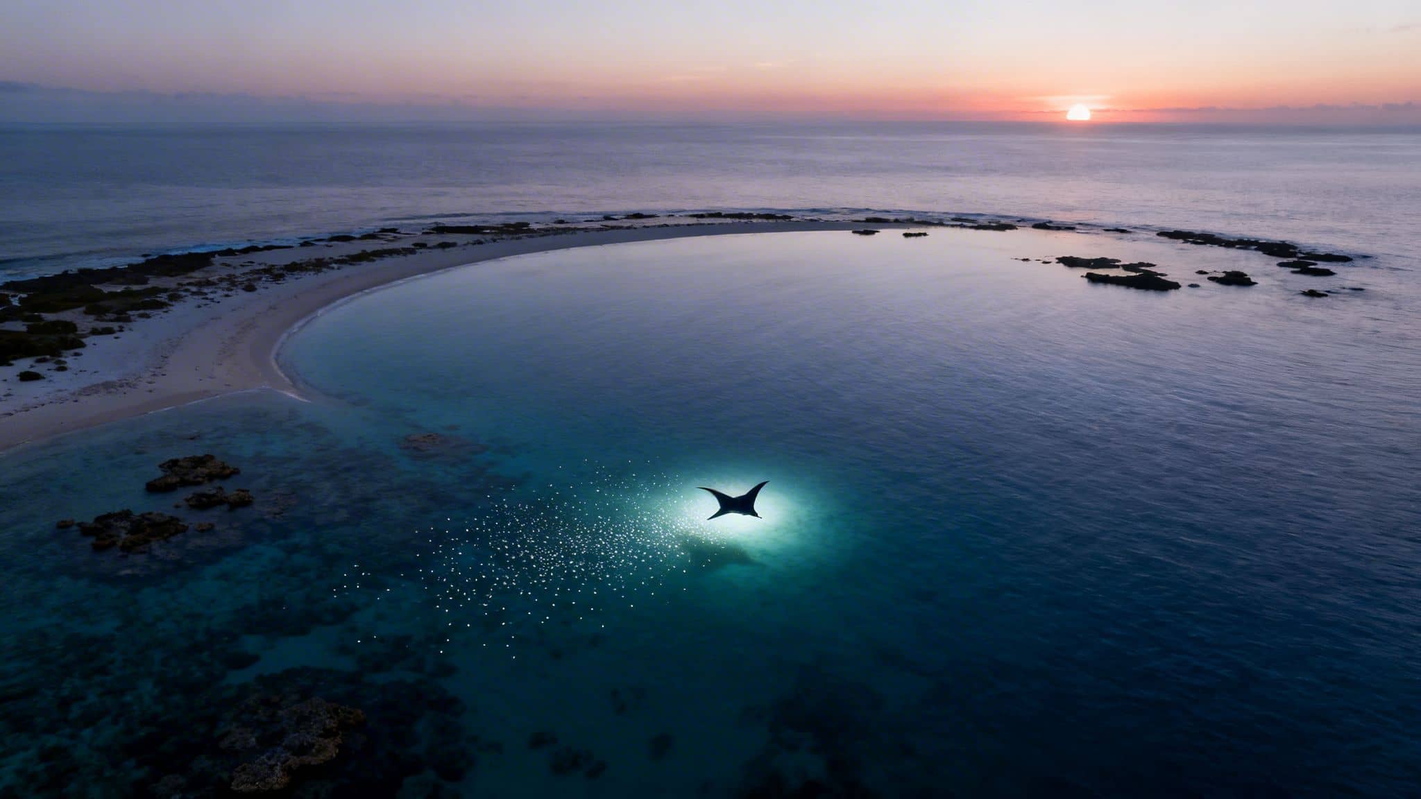 A majestic manta ray illuminated by glowing plankton during a night dive near a tropical beach at dusk.
