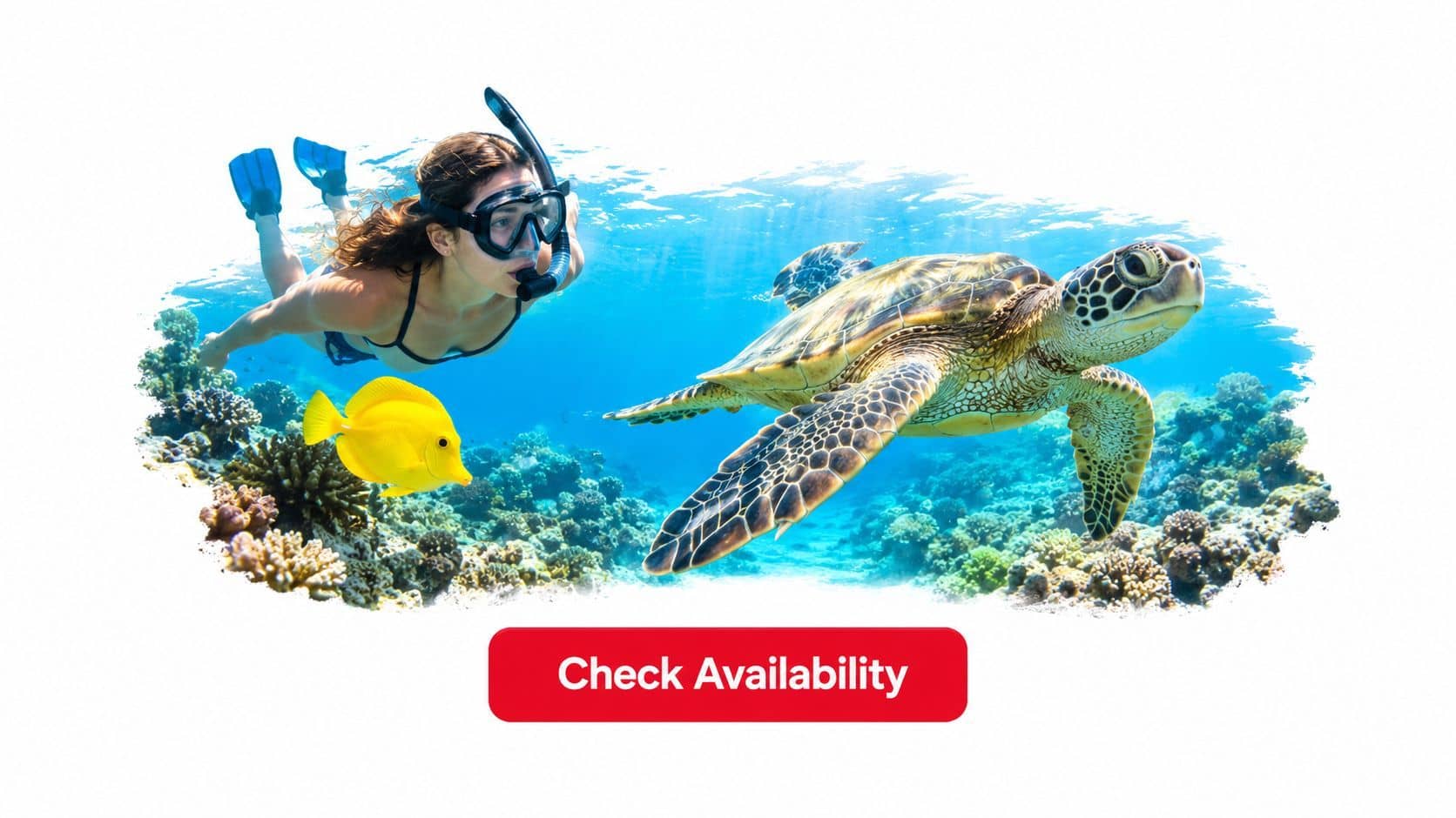 A woman snorkeling in clear blue water next to a sea turtle and a yellow tang fish