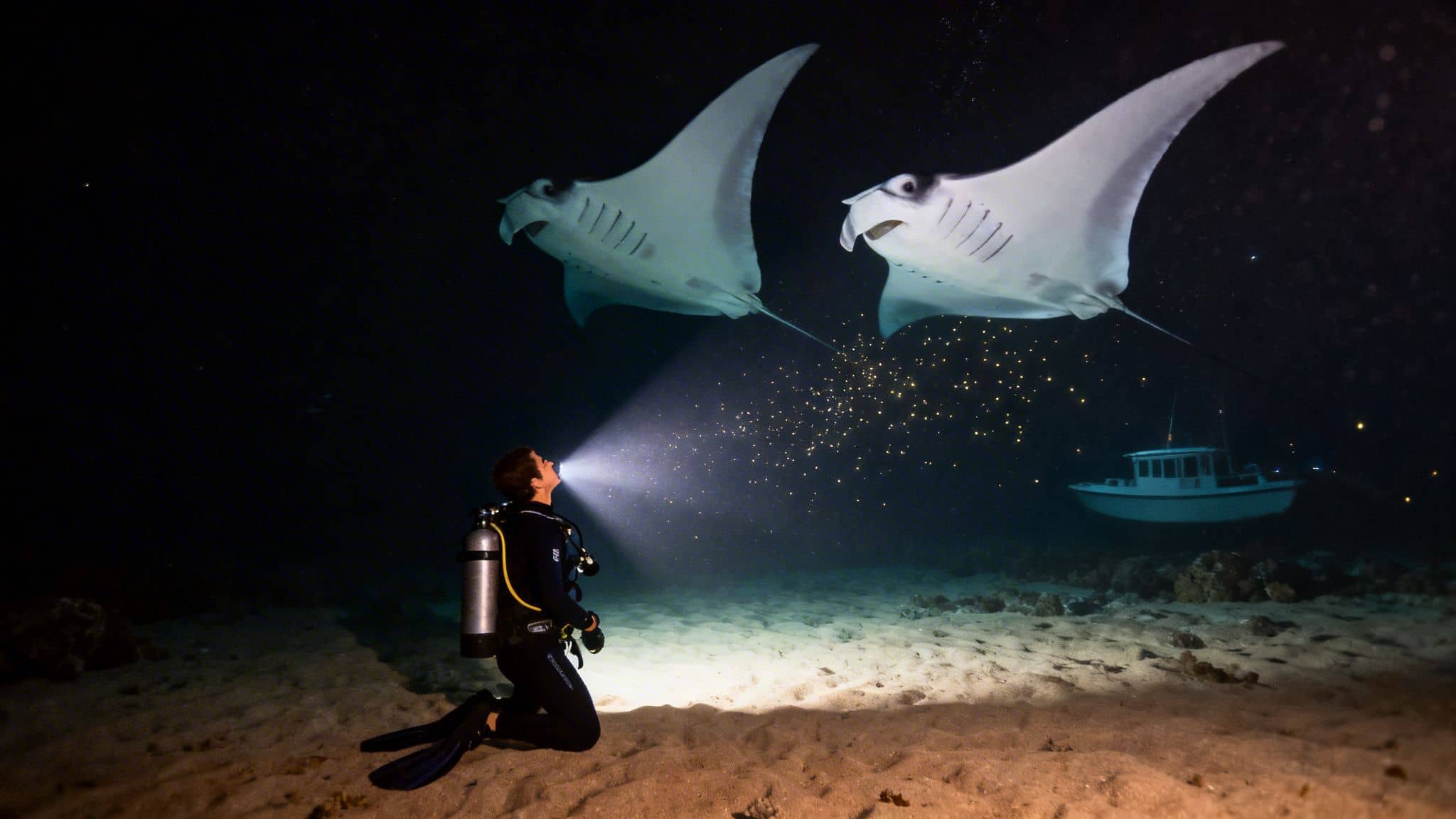 A diver illuminates two manta rays feeding on plankton during a night dive in the ocean.